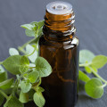 The Dangers of Long-Term Use of Oil of Oregano