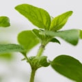 The Power of Oregano Oil: A Natural Alternative to Antibiotics