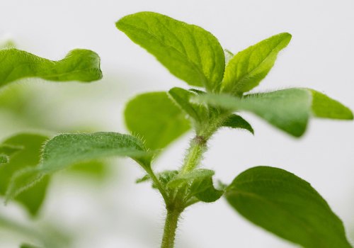 The Power of Oregano Oil: A Natural Alternative to Antibiotics